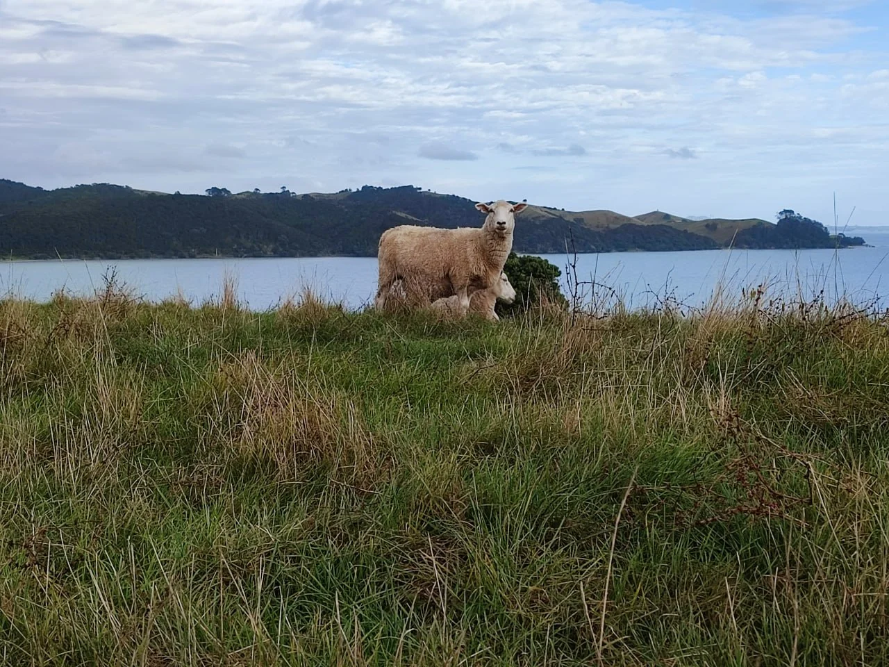 maraetai-half-marathon-2026-gallery-sheeps.png